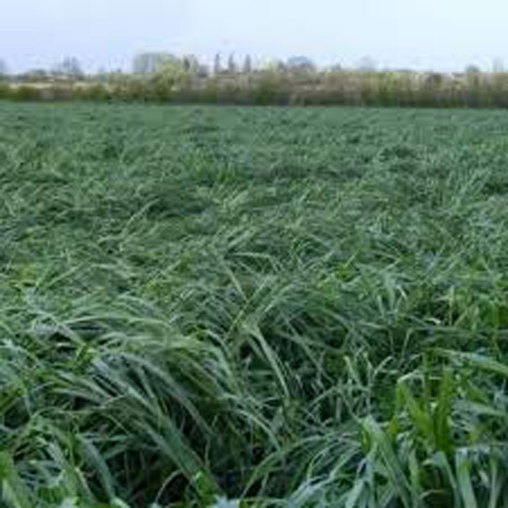 Featured image for “Italian Ryegrass”