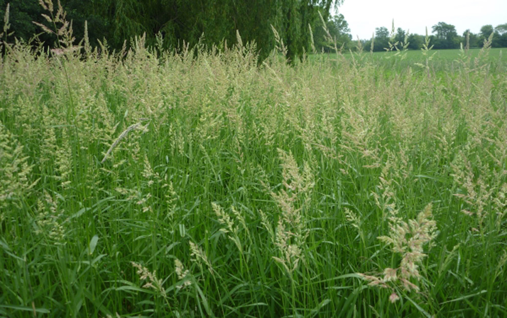 Featured image for “Reed Canary Grass”